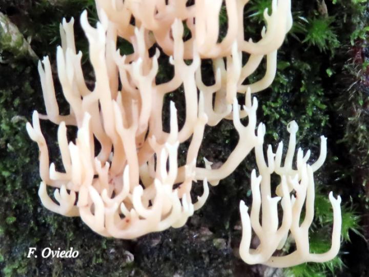 Ramariopsis kunzei (Hongo coral blanco)