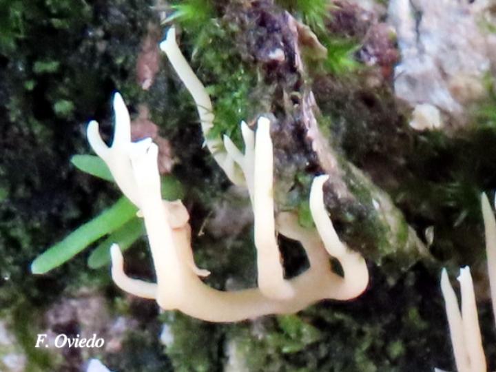 Ramariopsis kunzei (Hongo coral blanco)