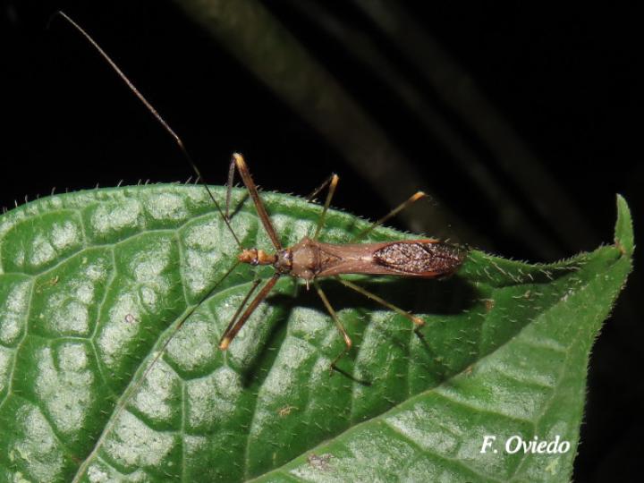 Ricolla pallidinervis (Chinche asesina)