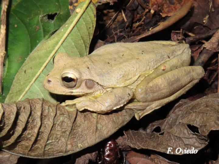 Smilisca baudinii (Rana arborícola mexicana)