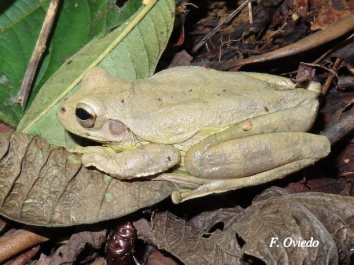 Smilisca baudinii (Rana arborícola mexicana)