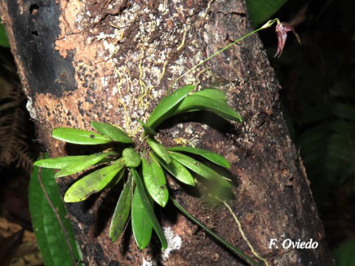 Specklinia simmleriana