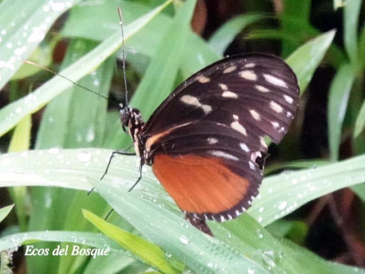 Tithorea tarricina pinthias