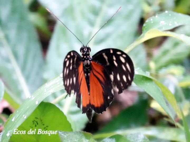 Tithorea tarricina pinthias