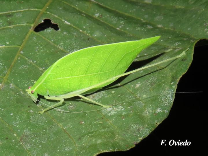 Viadana brunneri (Esperanza)
