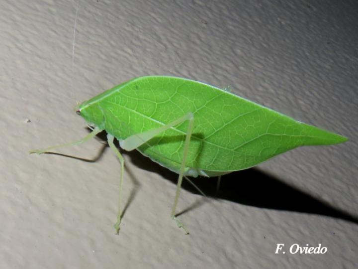 Viadana brunneri (Esperanza)