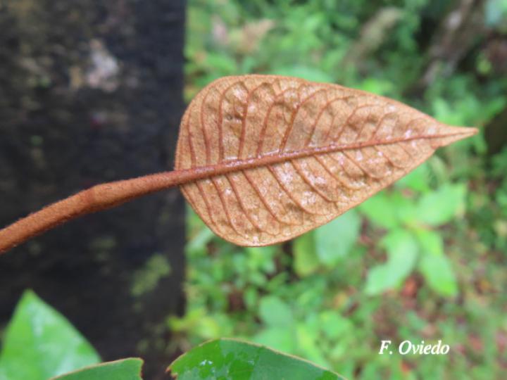 Vismia baccifera (Achiotillo)