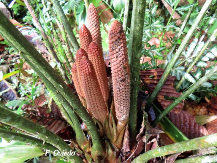 Zamia neurophyllidia