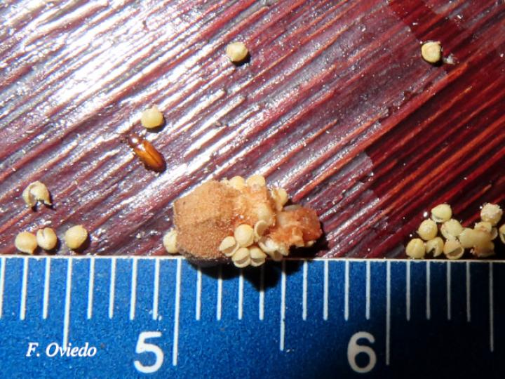 Zamia neurophyllidia