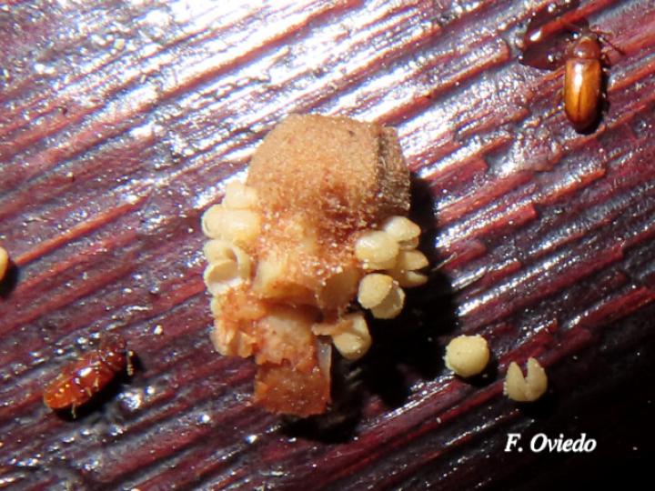 Zamia neurophyllidia