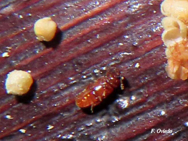 Zamia neurophyllidia