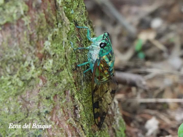 Zammara smaragdina (Cigarra, Chicharra)