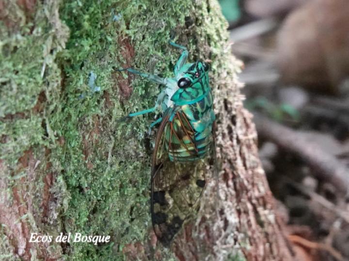 Zammara smaragdina (Cigarra, Chicharra)