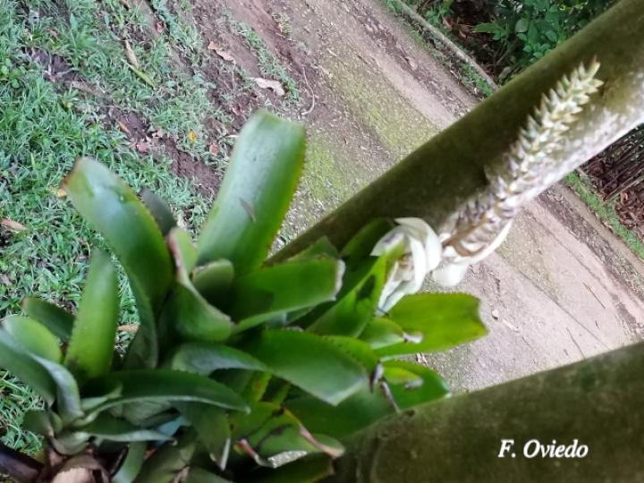 Aechmea mexicana