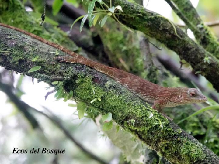 Anolis biporcatus (Abaniquillo verde)
