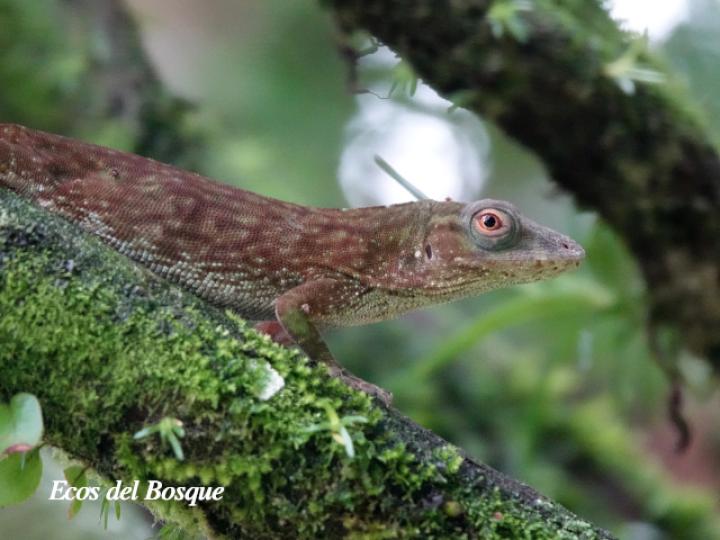 Anolis biporcatus (Abaniquillo verde)