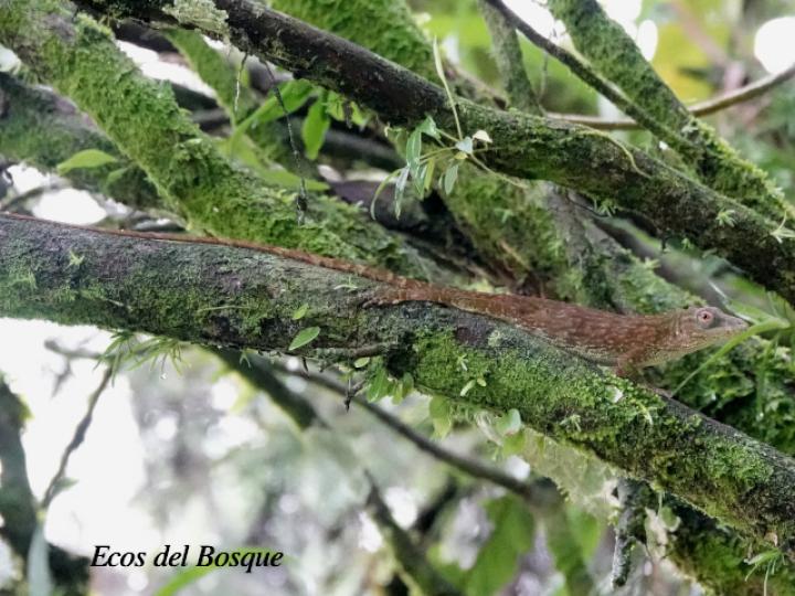 Anolis biporcatus (Abaniquillo verde)