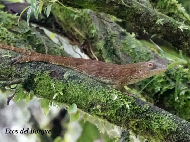 Anolis biporcatus (Abaniquillo verde)