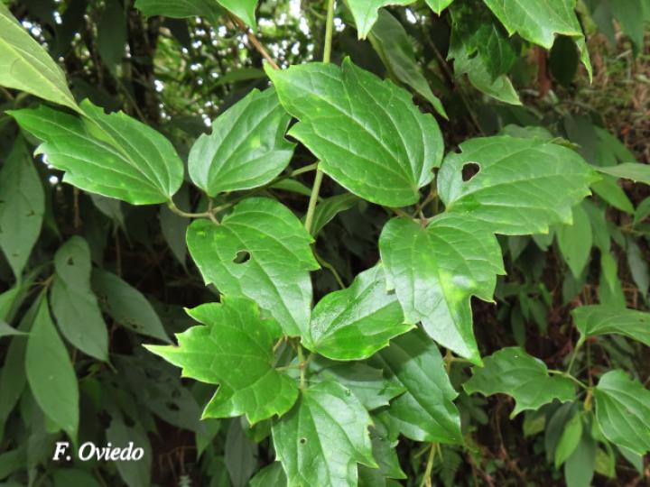 Clematis polígama (Barba de viejo)