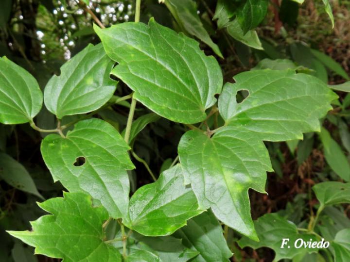 Clematis polígama (Barba de viejo)