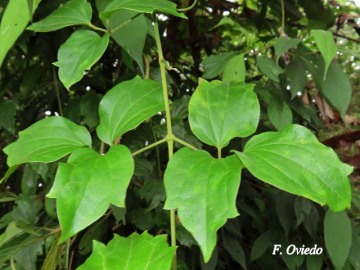 Clematis polígama (Barba de viejo)