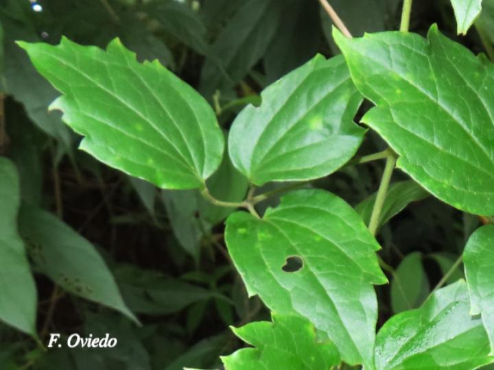 Clematis polígama (Barba de viejo)
