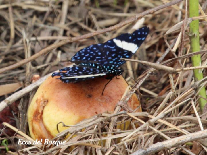 Hamadryas Laodamia Saurites (Noche estrellada)