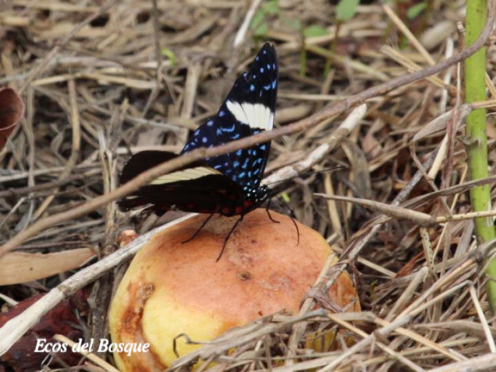 Hamadryas Laodamia Saurites (Noche estrellada)