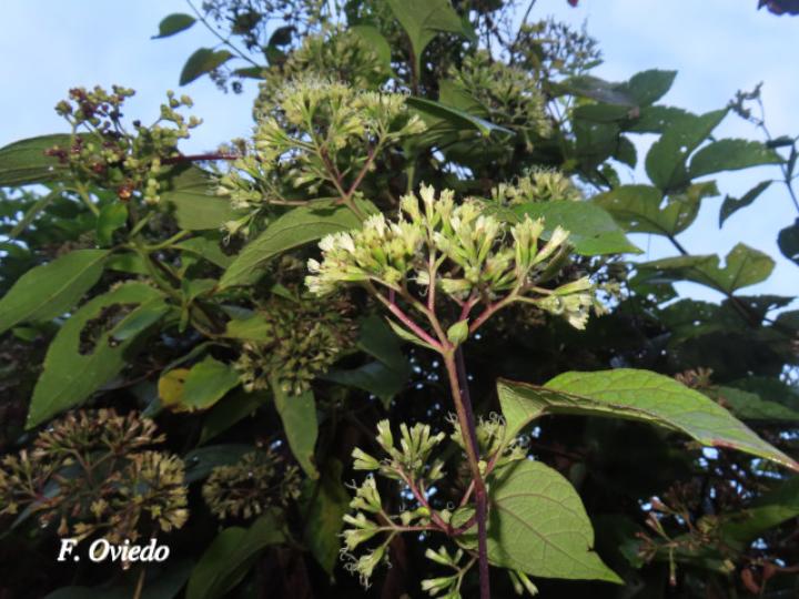 Mikania hookeriana (Bejuco traqueador)