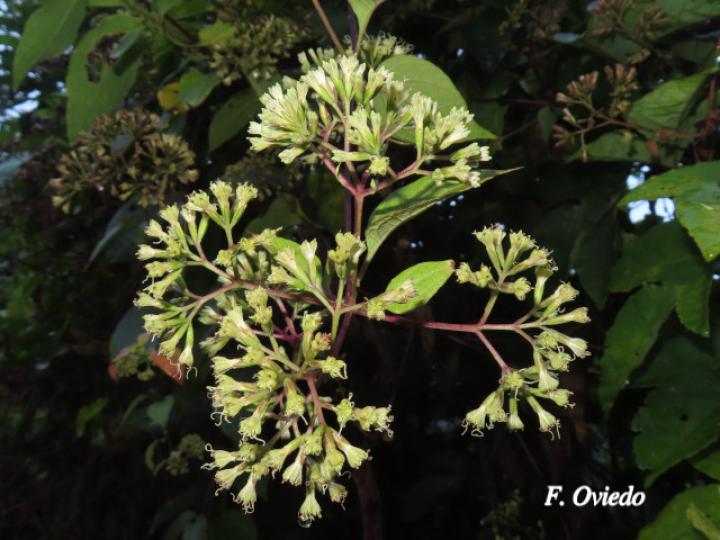 Mikania hookeriana (Bejuco traqueador)