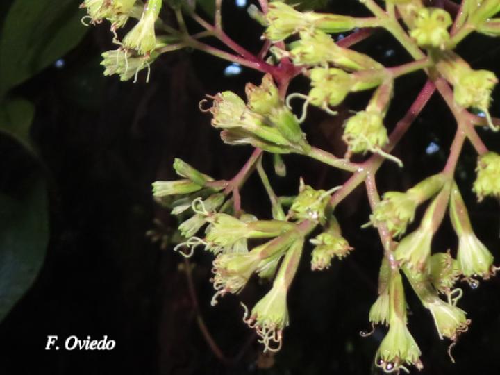 Mikania hookeriana (Bejuco traqueador)