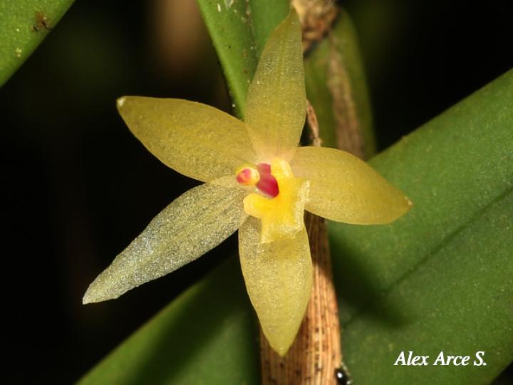 Octomeria costaricensis