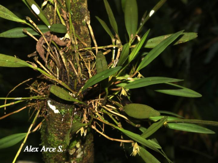 Octomeria costaricensis