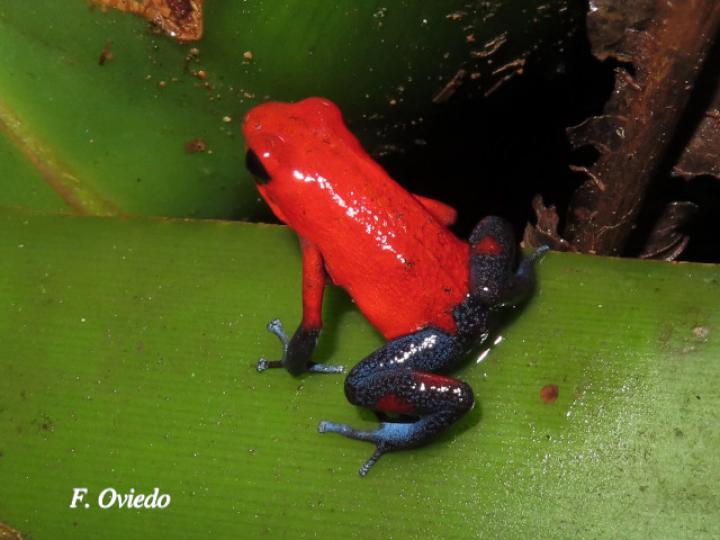Oophaga pumilio (Rana flecha roja, ranita “blue jeans”)