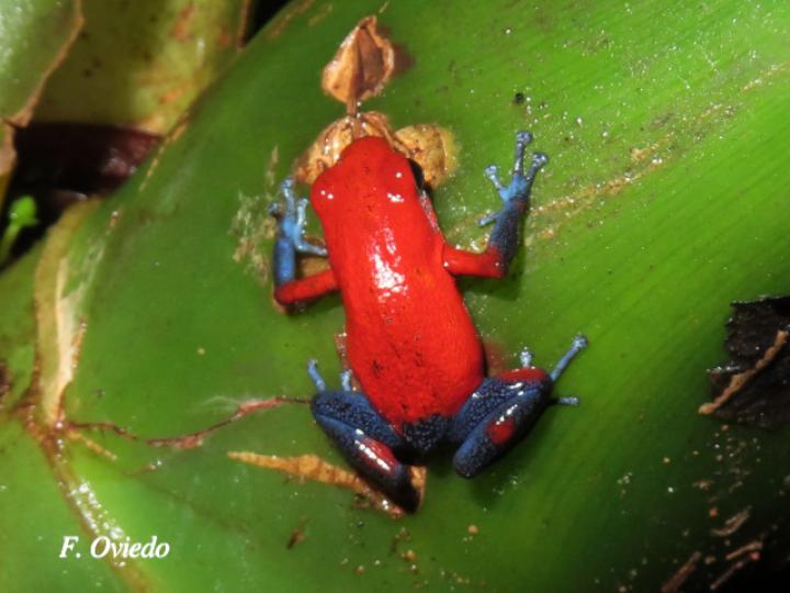 Oophaga pumilio (Rana flecha roja, ranita “blue jeans”)