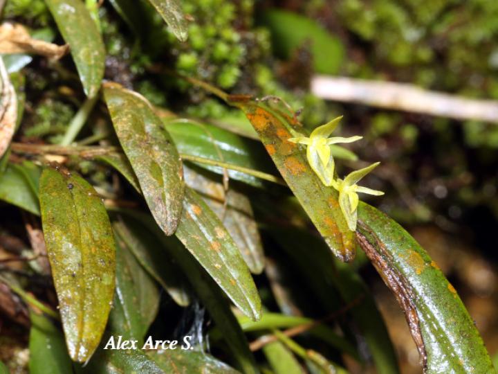 Pleurothallis priunosa