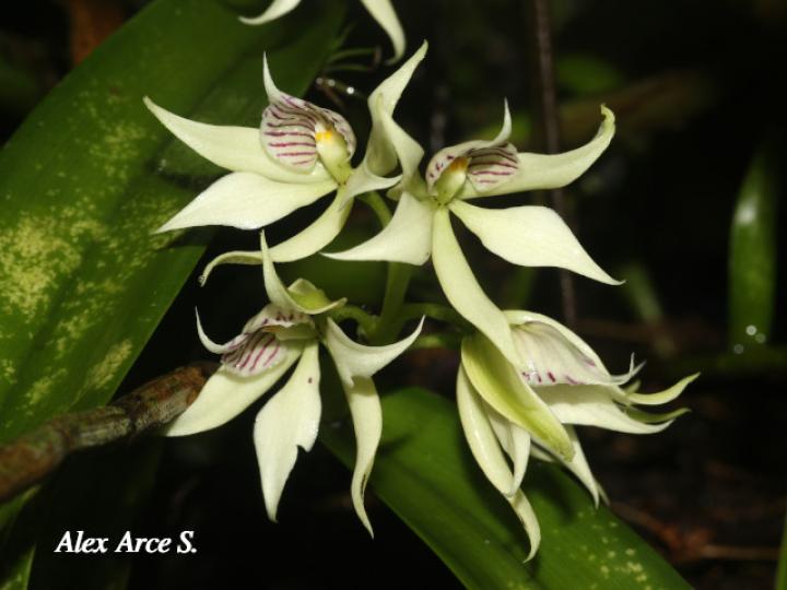 Prosthechea fragrans