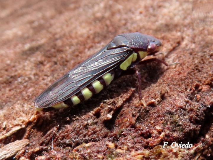 Pseudophera contraria