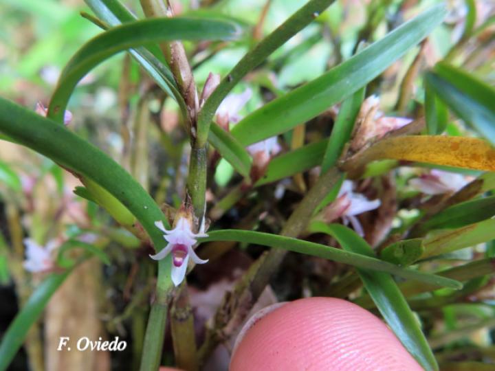 Scaphyglottis prolifera