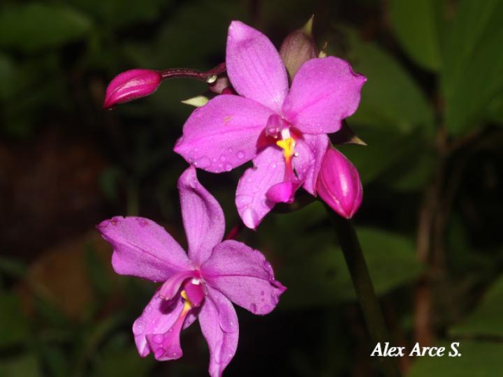 Spathoglottis plicata (Orquídea terrestre filipina)