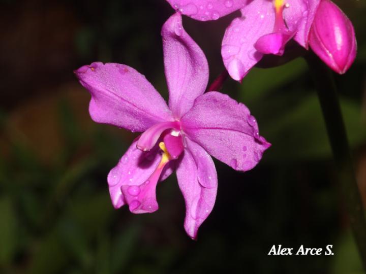 Spathoglottis plicata (Orquídea terrestre filipina)