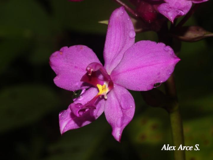Spathoglottis plicata (Orquídea terrestre filipina)