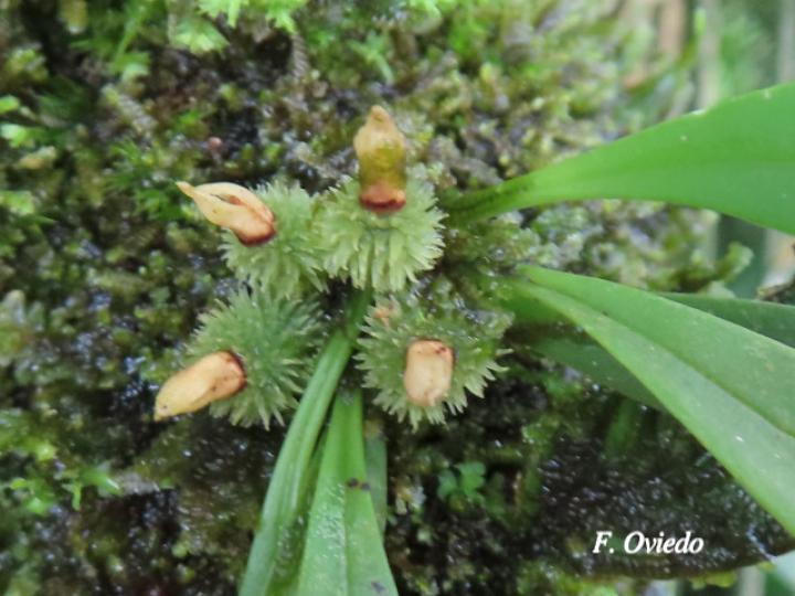 Specklinia tribuloides (Manitas de cangrejo)