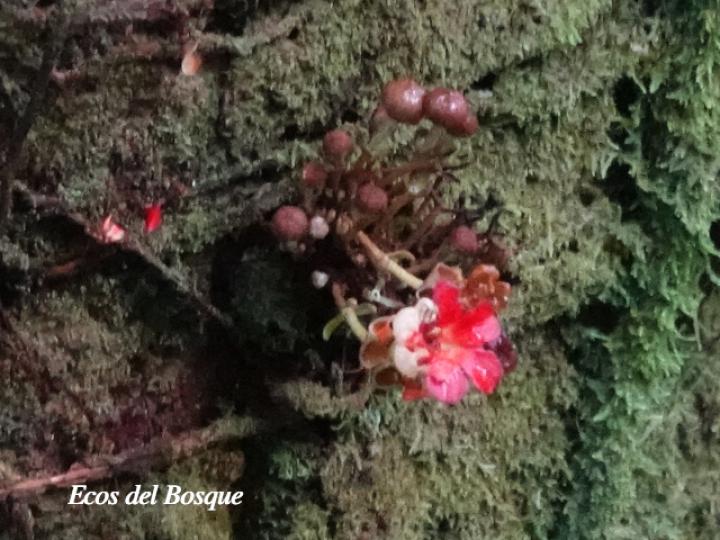 Theobroma simiarum (Teta negra, Cacao de mico)