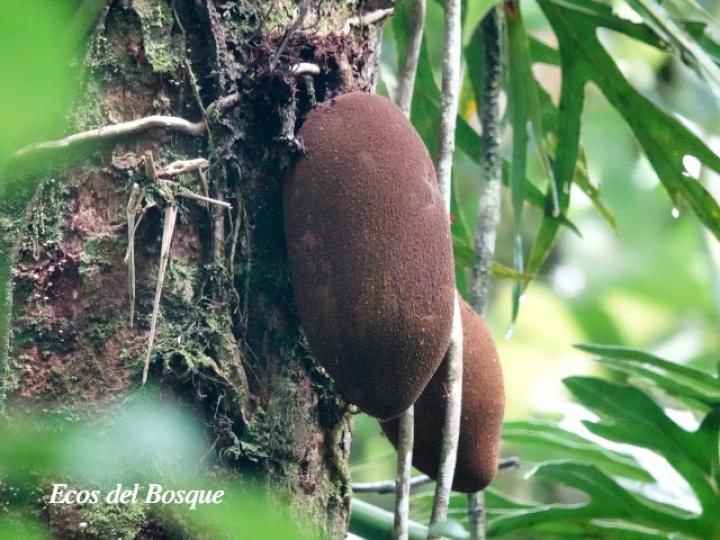 Theobroma simiarum (Teta negra, Cacao de mico)