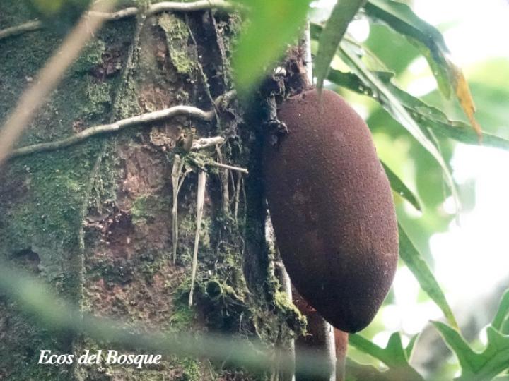 Theobroma simiarum (Teta negra, Cacao de mico)