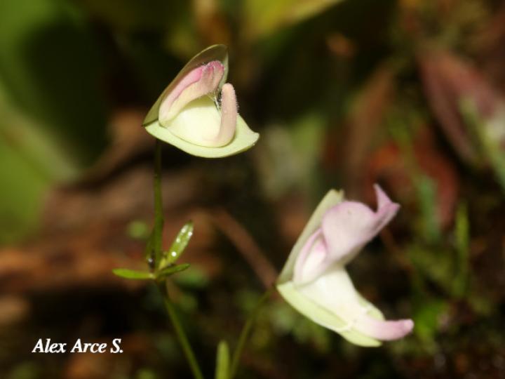 Utricularia jamesoniana
