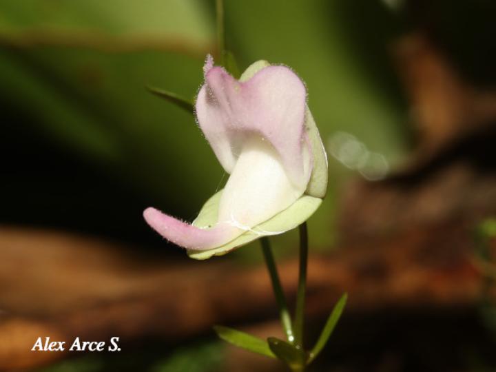 Utricularia jamesoniana