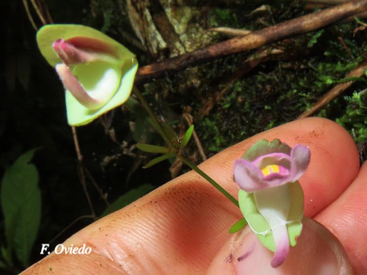 Utricularia jamesoniana