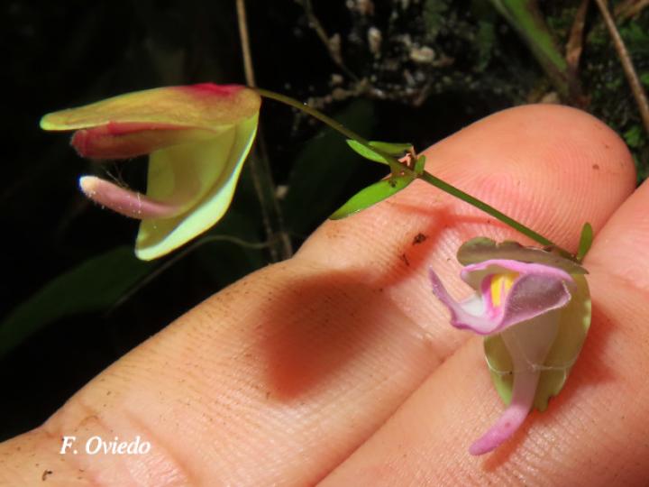 Utricularia jamesoniana